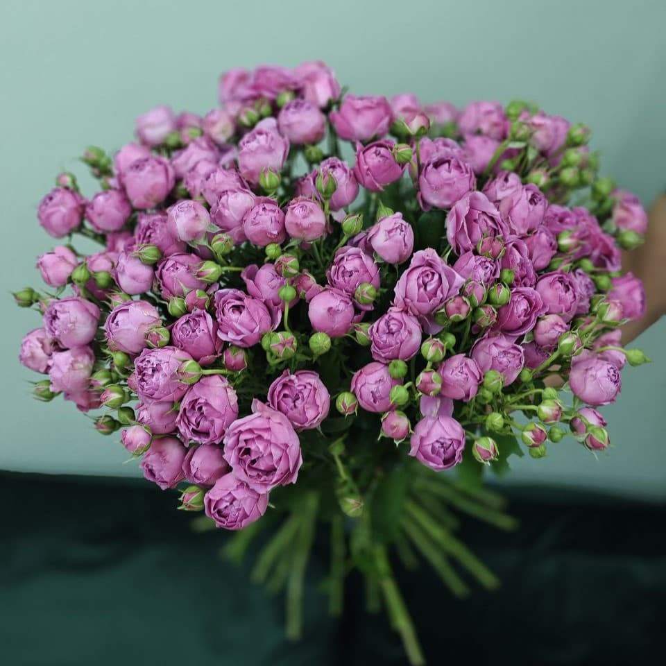 Роза пионовидная кустовая Мисти баблз