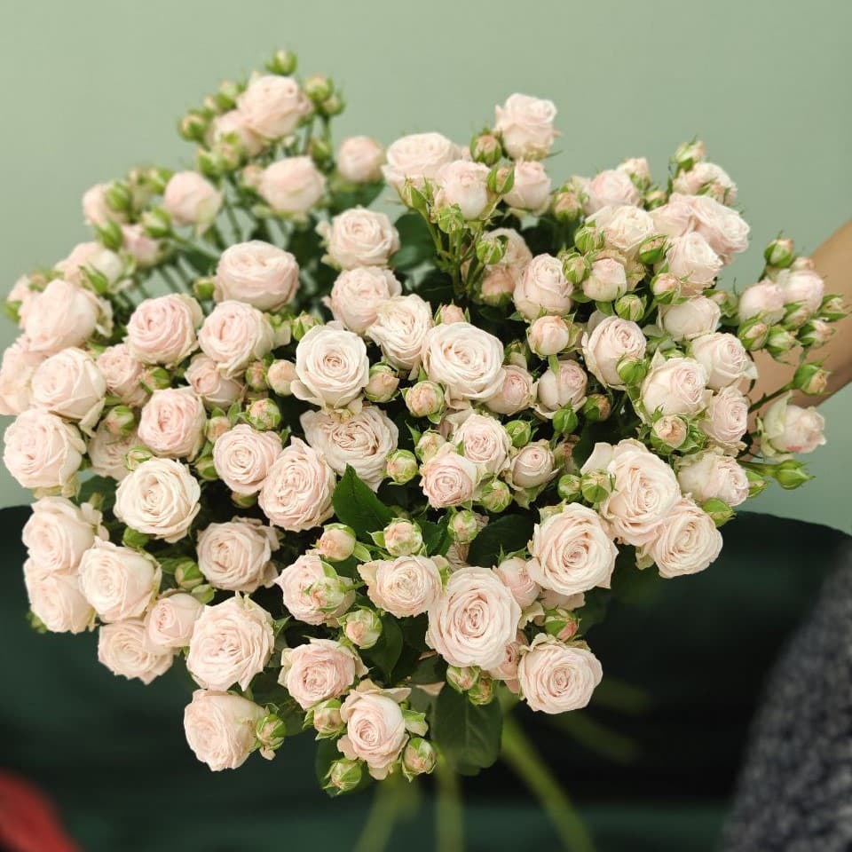 Кустовая роза пионовидная Бомбастик